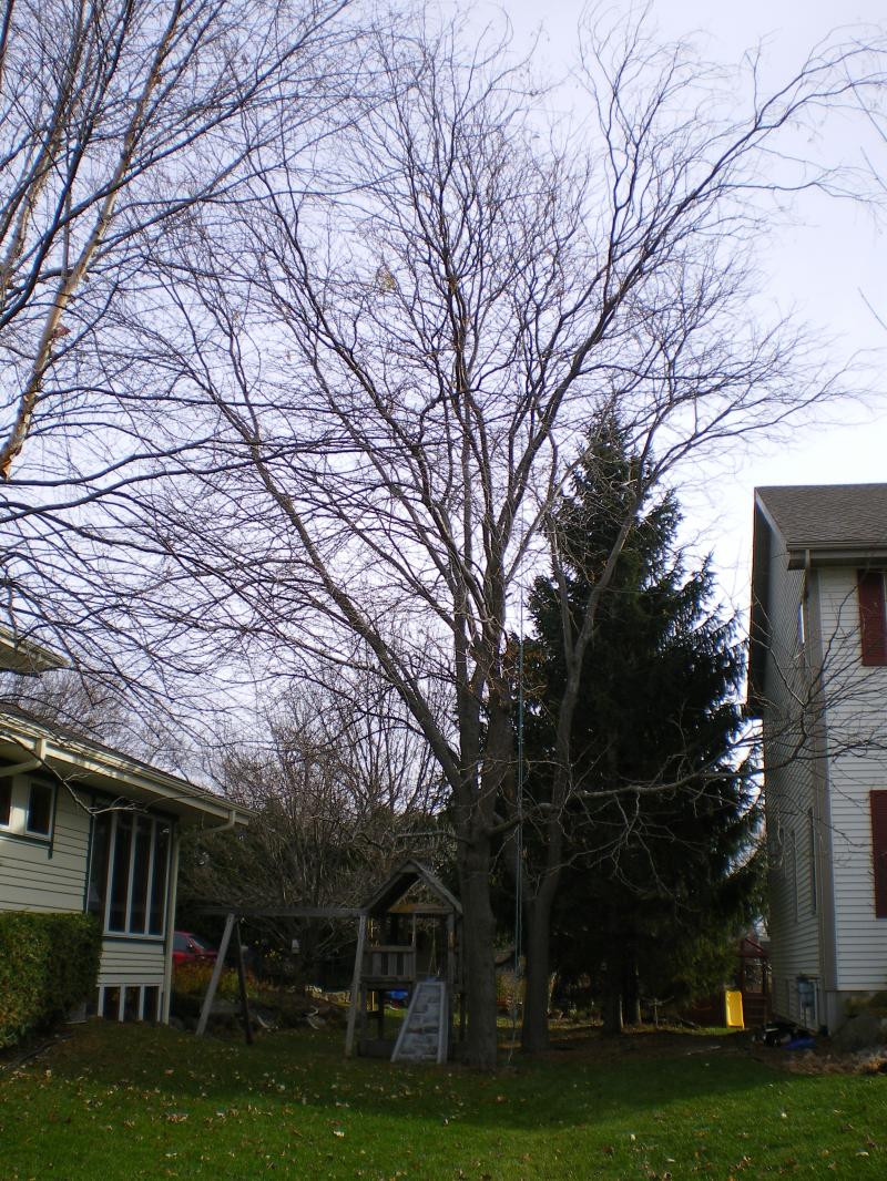 Tree prune, Before tree prune 