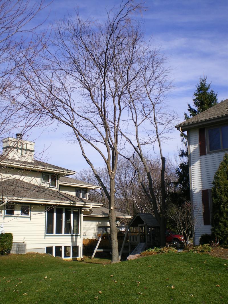 After Tree Prune, Dead wood Prune 