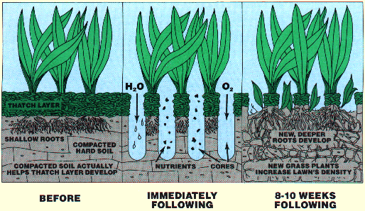 Lawn Aeration, Lawn Dethatching, Lawn Care