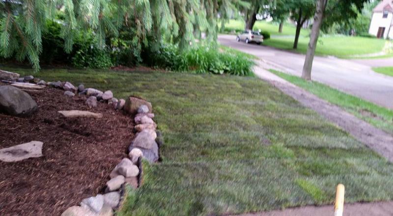 New sod landscaping
